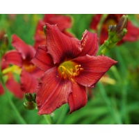 daylilies: OLALLIE RED FLARE (VT)