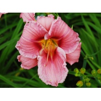 daylilies: OLALLIE BARBARA THOMPSON (VT)