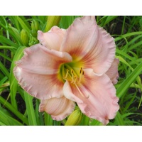daylilies: Olallie Miss Whitney (24-07)