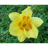 daylilies: 27-07