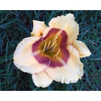daylilies: 29-07