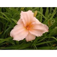 daylilies: DAYS OF HOPE