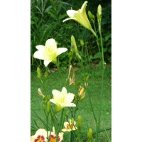 daylilies: OLALLIE LEMON TREE