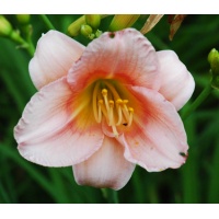 daylilies: OLALLIE NORMAN-PARNELL (38-07)