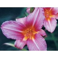 daylilies: DAZZLER (VT)