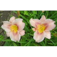 daylilies: 45-07