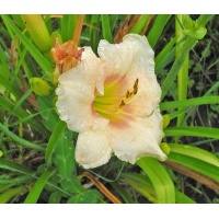 daylilies: 58-07