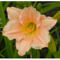 daylilies: PINK PLAYMATE