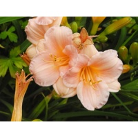 daylilies: OLALLIE MR BRIDGE