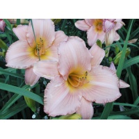 daylilies: EARLY SUNSET