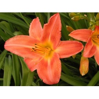 daylilies: EAST DOVER (VT)