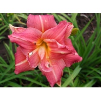 daylilies: DOUBLE HUG ME