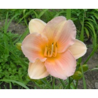 daylilies: OLALLIE NIFFER'S PRIDE (04-12)