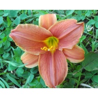 daylilies: 34-09