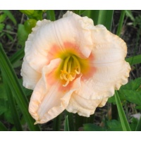 daylilies: JAMES BROWN