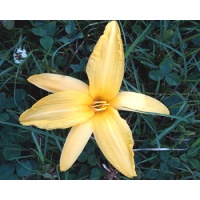 daylilies: OLALLIE ISSALEE (5-11)