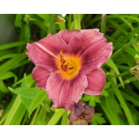 daylilies: 04-13