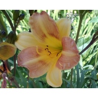 daylilies: 6-34-2014