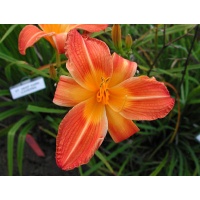 daylilies: DEEP DARK CAVERNS (VT)