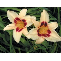 daylilies: DUNE DARK EYES