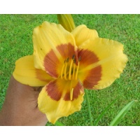 daylilies: 40-34-2014