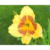 daylilies: 9-09