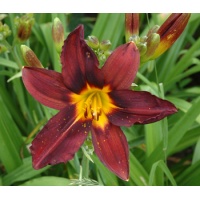 daylilies: EBONY GEM