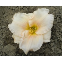 daylilies: OLALLIE LAURIE ARDEN (25-34-2014)
