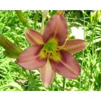 daylilies: 29-34-2014