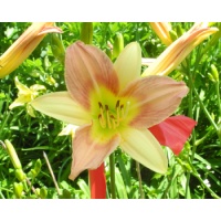 daylilies: 21-34-2014