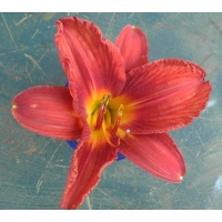 daylilies: 15-34-2014