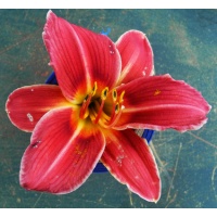 daylilies: OLALLIE CRIMSON CLASH (14-34)