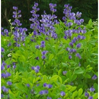 daylilies: Seedling Baptisia austr.