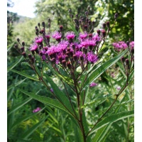 daylilies: Seedling Veronia