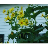 daylilies: Seedling Silphium perfoliatum
