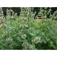 daylilies: Seedling Catnip