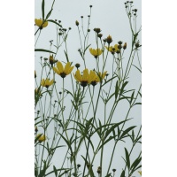 daylilies: Field Coreopsis tripteris