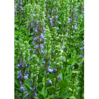 daylilies: Field Lobelia siphilitica