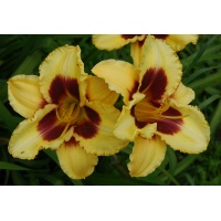 daylilies: 40-13 (VT)
