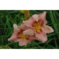 daylilies: EYED BEAUTY