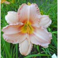 daylilies: 3-7-2016