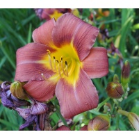 daylilies: 4-7-2016