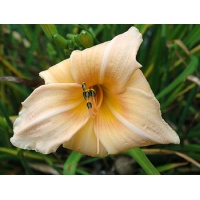 daylilies: FALL PINK MELON (VT)