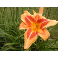 daylilies: FAR FETCHED
