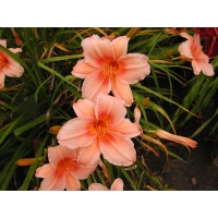 daylilies: FASCINATION (VT)