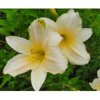 daylilies: ANGEL GOWN