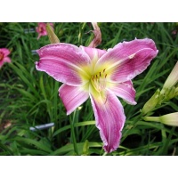 daylilies: FLUTTERBYE