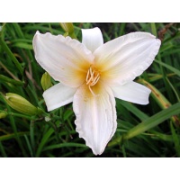 daylilies: ANGLES OF WHITE (VT)