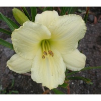 daylilies: GREAT CONNECTIONS
