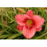 daylilies: GYPSY BALLERINA